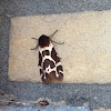 Garden tiger moth