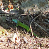 Smaragdeidechse/emerald lizard