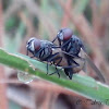 Fly - mating