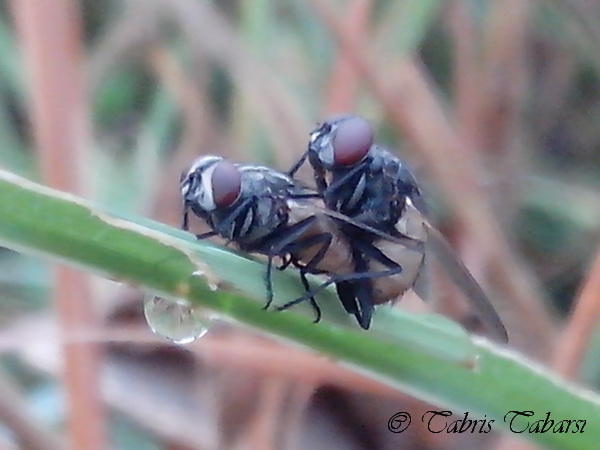 Fly - mating