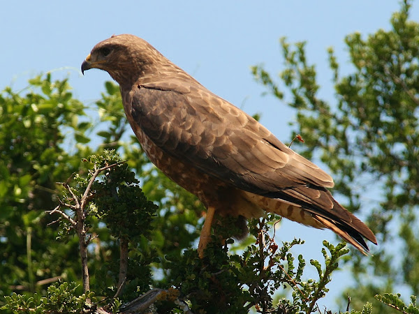 Steppe Buzzard | Project Noah