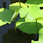 Dragonfly on water lily leaf