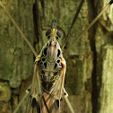 Giant Crane Fly