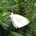 Cabbage White