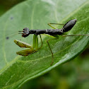 Ant Mimick Mantis