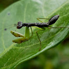 Ant Mimick Mantis