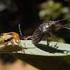 Predatory Stink Bug Supputius