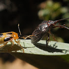 Predatory Stink Bug Supputius