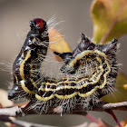 azalea caterpillar?