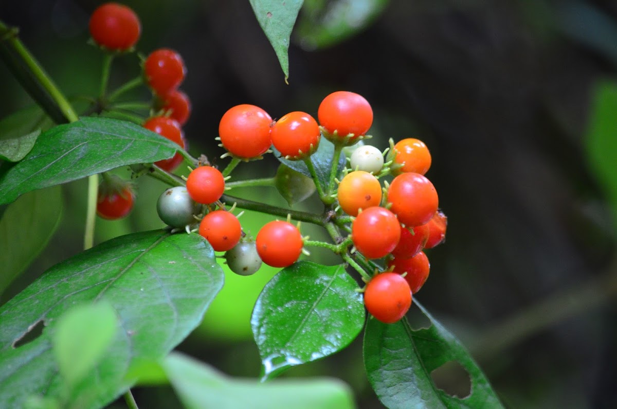 Frutos de Solanaceae
