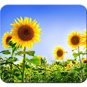 Sunflower HD Photography logo