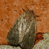 Slow poke moth