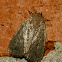 Slow poke moth