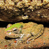 Perez's Frog,Rã-verde