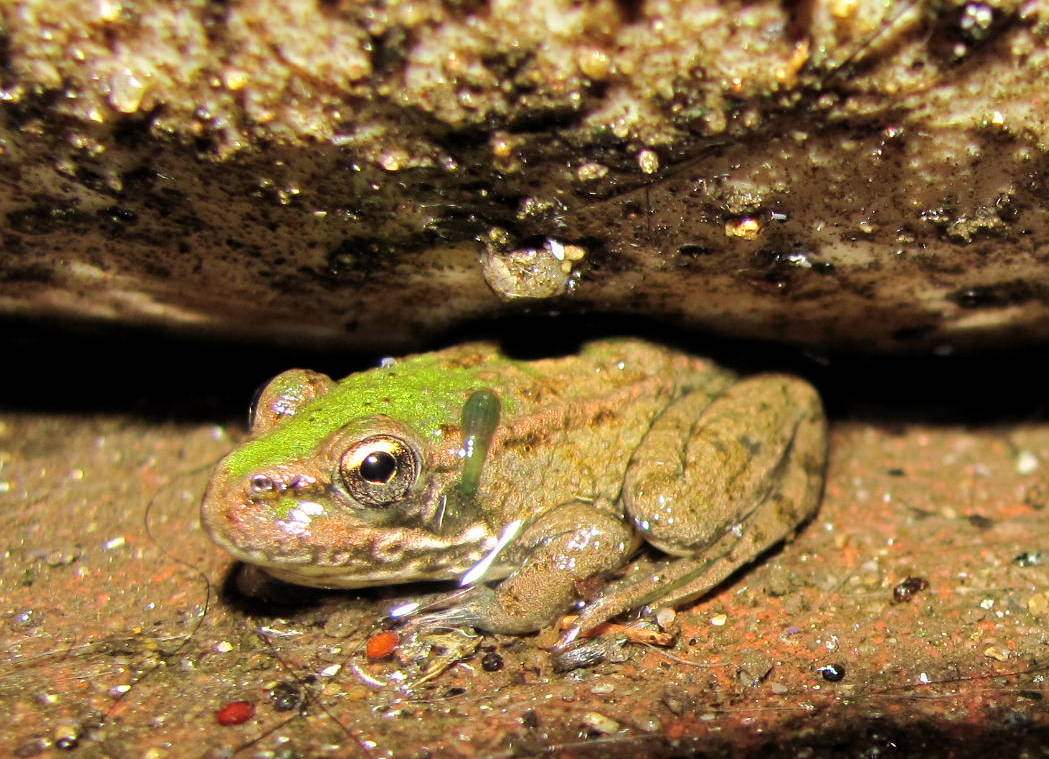 Perez's Frog,Rã-verde