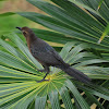 Great Tailed Grackle-Female