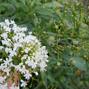 Spur Valerian