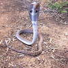 Indian Spectacle cobra