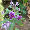 Asystasia Flower
