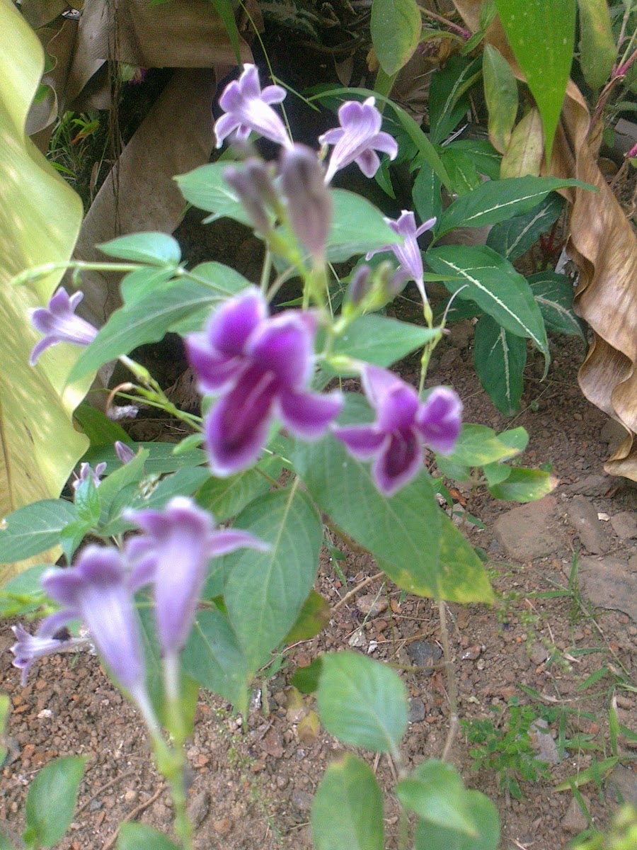 Asystasia Flower