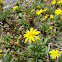 Golden daisy bush (Κίτρινη μαργαρίτα)