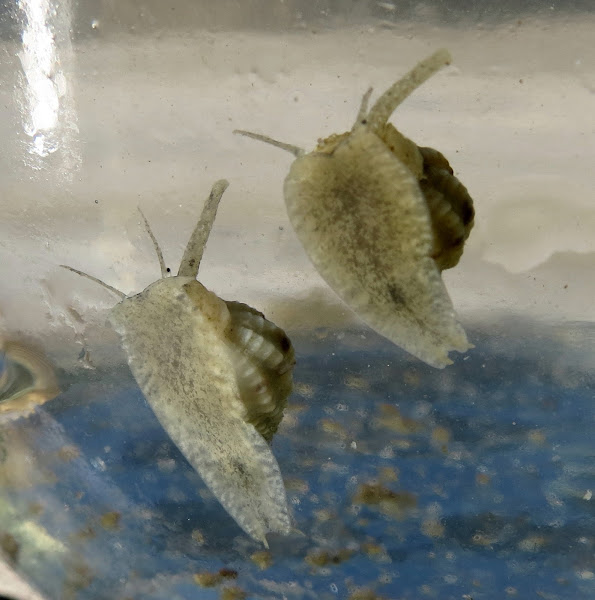 Oyster drill Project Noah