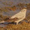 Townsend's Solitaire