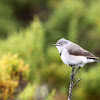 White-fronted Chat