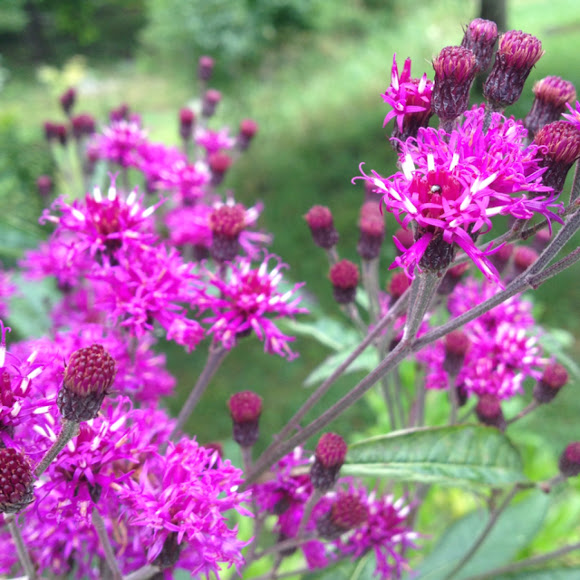 New York ironweed Project Noah