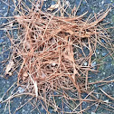 Pine needles