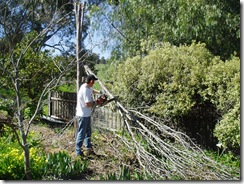 David chainsawing a tree David chainsawing a tree