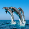 Dolphin icon