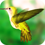 Kolibri Magic Live Wallpaper Apk