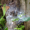 Funnel Web spider's web