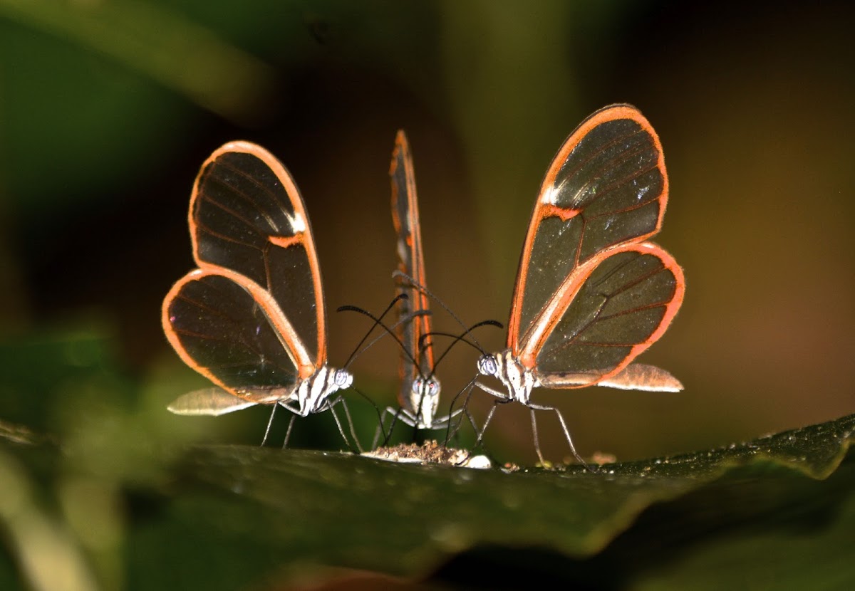 Simplex Clearwing Butterfly