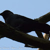 Jackdaw