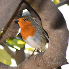 European robin