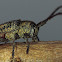 Longicorn Beetle