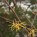 witch hazel