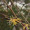 witch hazel