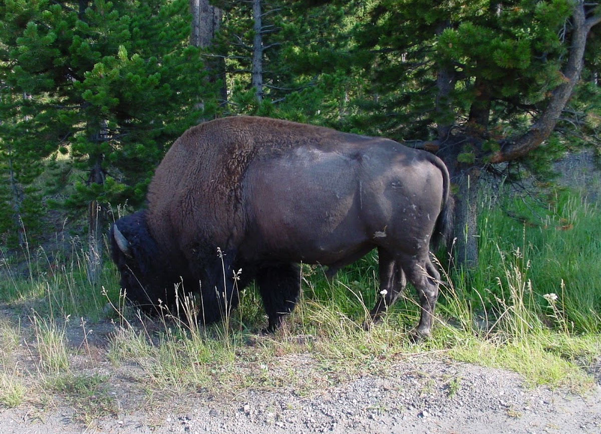 American (plain) Bison