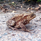 Common toad