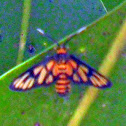 Yellow-Banded Wasp Moth