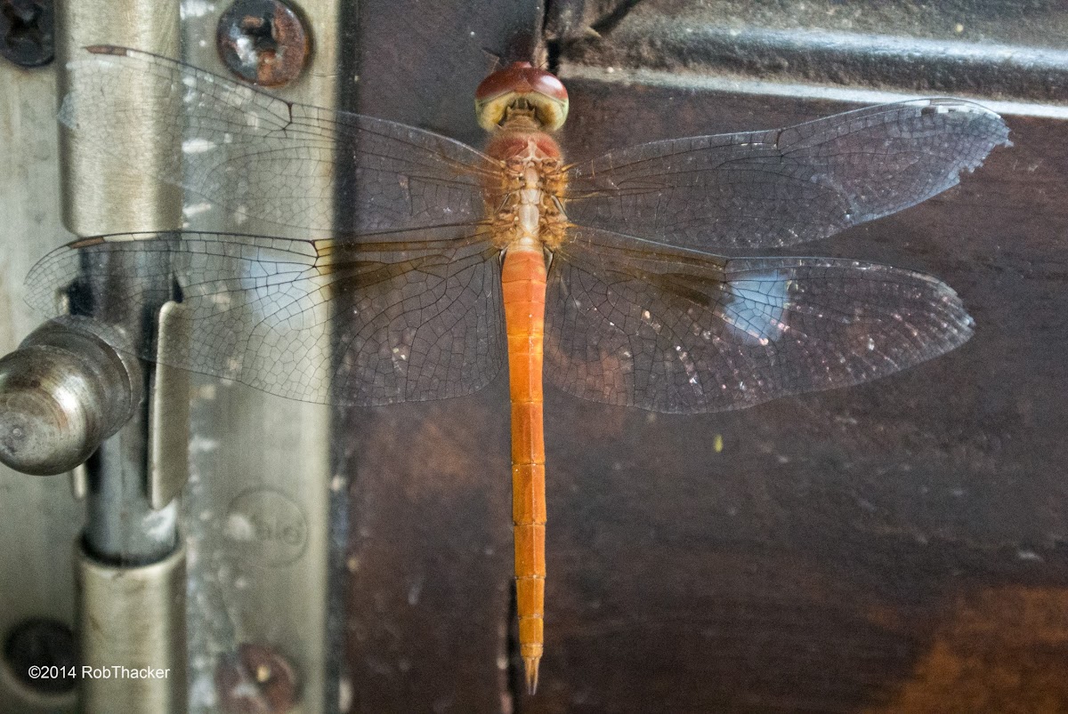 Coral-tailed Cloud Wing (male)