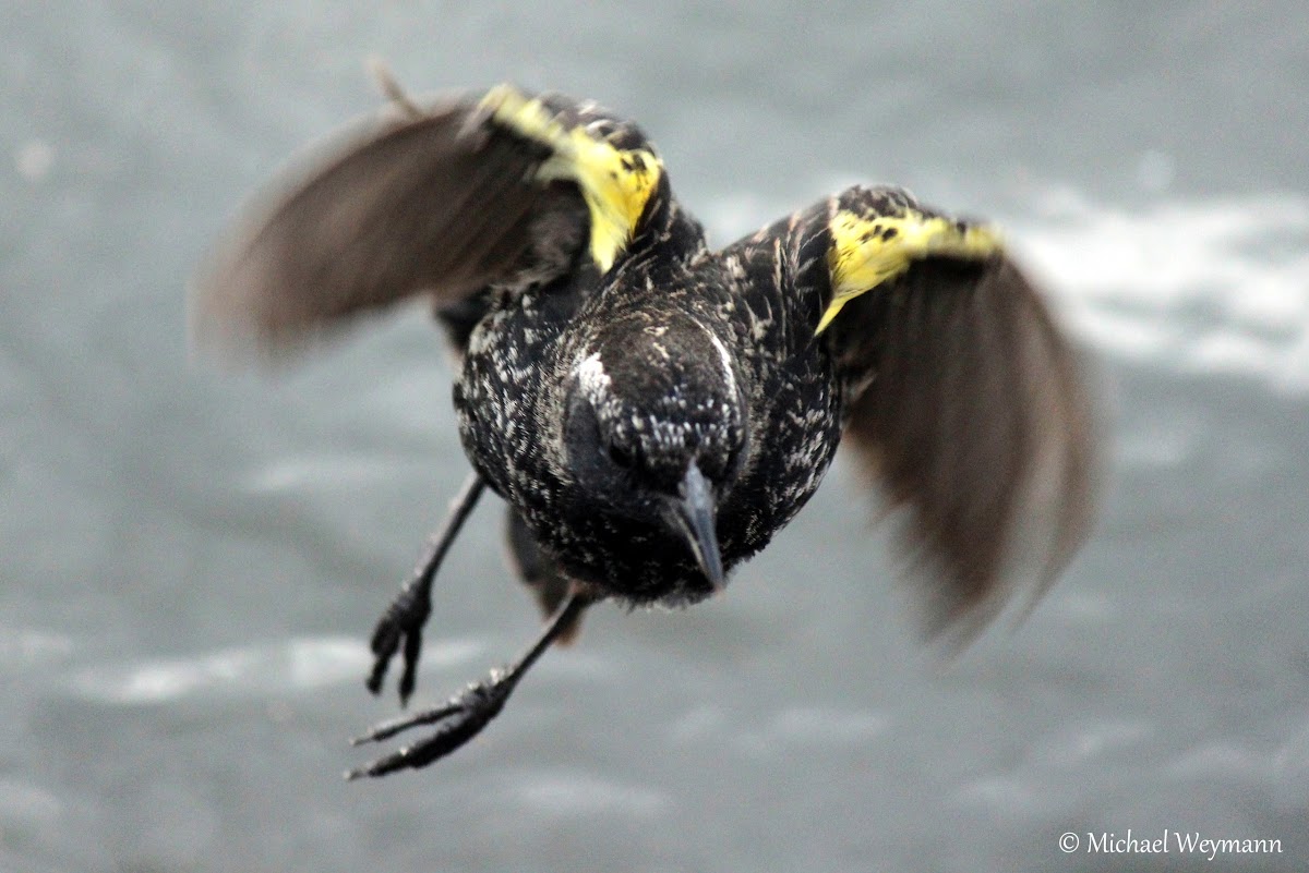 Yellow-winged Blackbird (female)