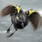 Yellow-winged Blackbird (female)