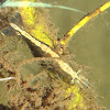 California Freshwater Shrimp