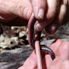 western worm snake