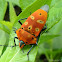 Mallotus shield bug