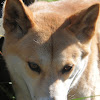 Australian Dingo